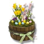 Okrąglak duży brąz