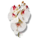 Storczyk gumowany F-078