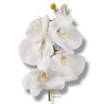 Storczyk gumowany F-079