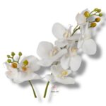 Storczyk gumowany F-062