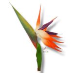 Strelicja gumowana F-080