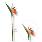 Strelicja gumowana F-080