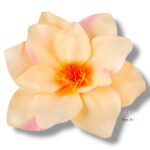 Magnolia główka F-026