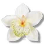 Storczyk satynowy główka F-005