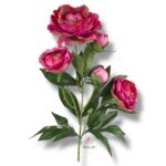 Peonia F-077