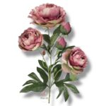 Peonia F-074