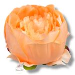 Peonia główka F-091