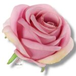 Róża główka F-149