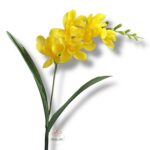 Frezja gałązka F-165