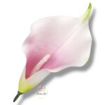 Kalla główka F-170