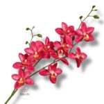 Storczyk tajlandzki F-236