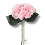 Hortensja róż F-229