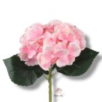 Hortensja róż F-229