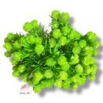 Dalia żółta F-232