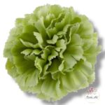 Goździk satynowy White F-195