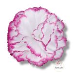 Goździk satynowy White F-195