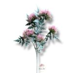 Goździk satynowy White F-195