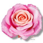 Róża Sonia główka F-355