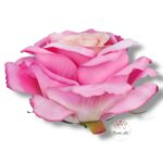 Róża Sonia główka F-355