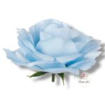 Róża Sonia główka F-355