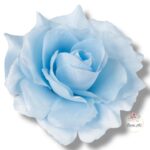 Róża Sonia główka F-355