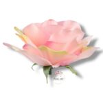 Róża Sonia główka F-355