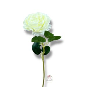 Róża peoniowa Cream F-374