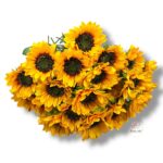 Goździk satynowy Cream F-387