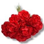 Goździk satynowy Cream F-387