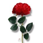 Róża peoniowa Red F-380