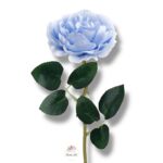 Róża peoniowa Blue F-379