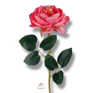 Róża peoniowa Mauve F-377