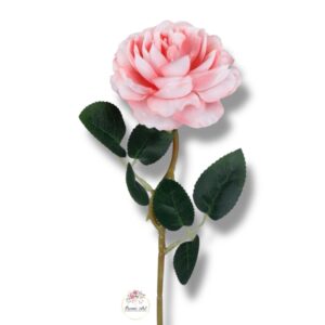 Róża peoniowa Pink F-376