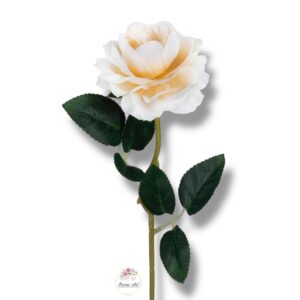 Róża peoniowa Peach F-375