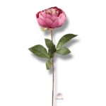 Goździk satynowy Cream F-387