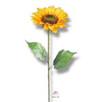 Goździk satynowy Cream F-387