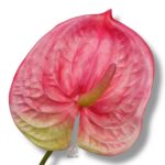 Goździk satynowy Cream F-387