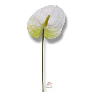 Anturium White/Green F-370