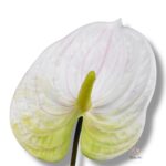 Goździk satynowy Cream F-387