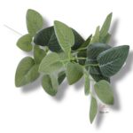 Goździk satynowy Cream F-387