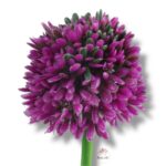 Goździk satynowy Cream F-387