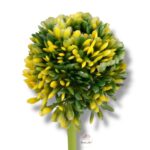 Goździk satynowy Cream F-387