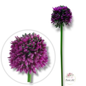 Kwiat cebuli Purple F-366