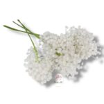 Goździk satynowy Cream F-387