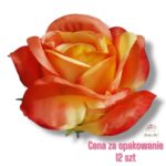 Róża Coral/Yellow F-383