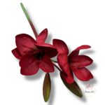 Amarylis pianka F-416