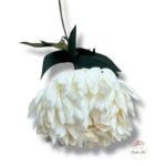 Chryzantema mini F-448