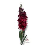 Chryzantema mini F-448