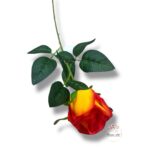 Chryzantema mini F-448