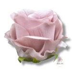 Chryzantema mini F-448